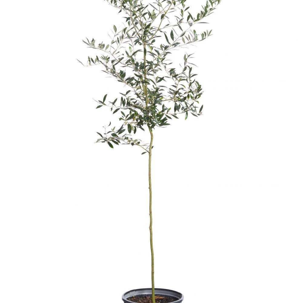 Arbequina Olive Tree - Grow Your Own Delicious Olives - Cannot Ship to AZ
