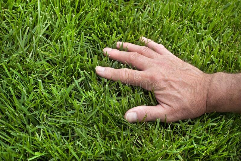 Tall-Fescue 50 LB Bag of Seed. Will Grow in Both Full Sun and Partial Shade Areas. Each Bag Covers 10,000 Square Feet When Overseeding Your Lawn