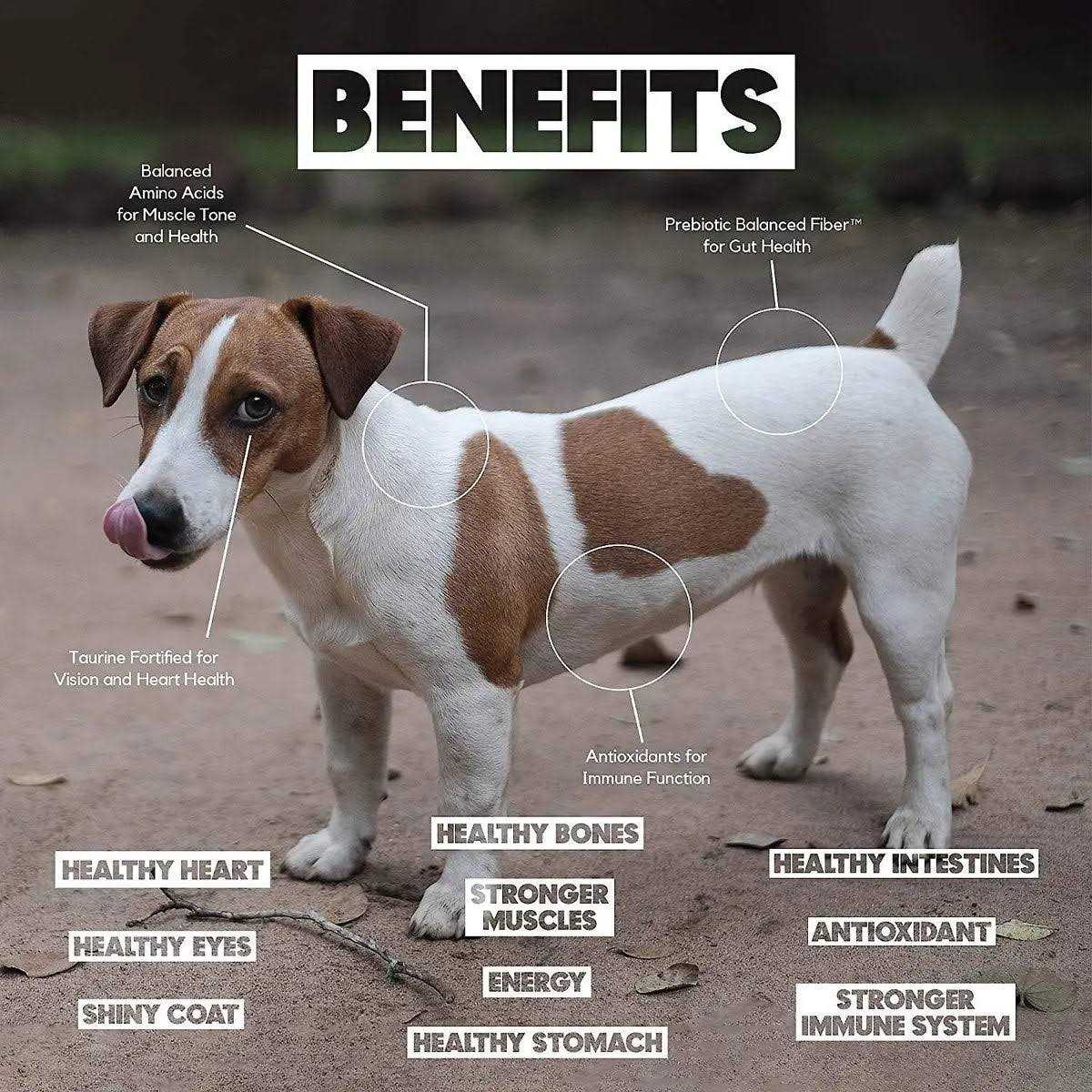 Lucy Pet Formulas for Life Salmon - Pet Supplies online store