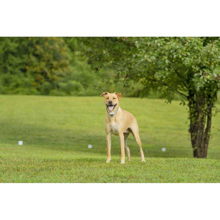 PetSafe Classic In-Ground Fence - Pet Supplies online store