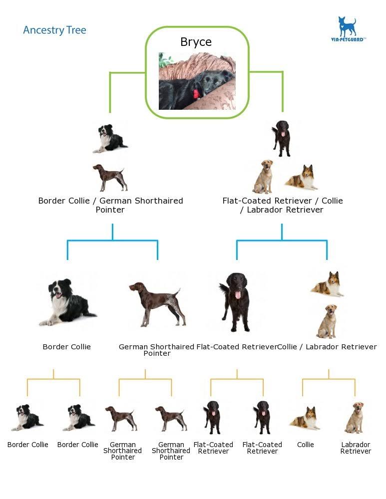 Dog DNA - Canine Breed Identification Test - Home Cheek Swab Kit