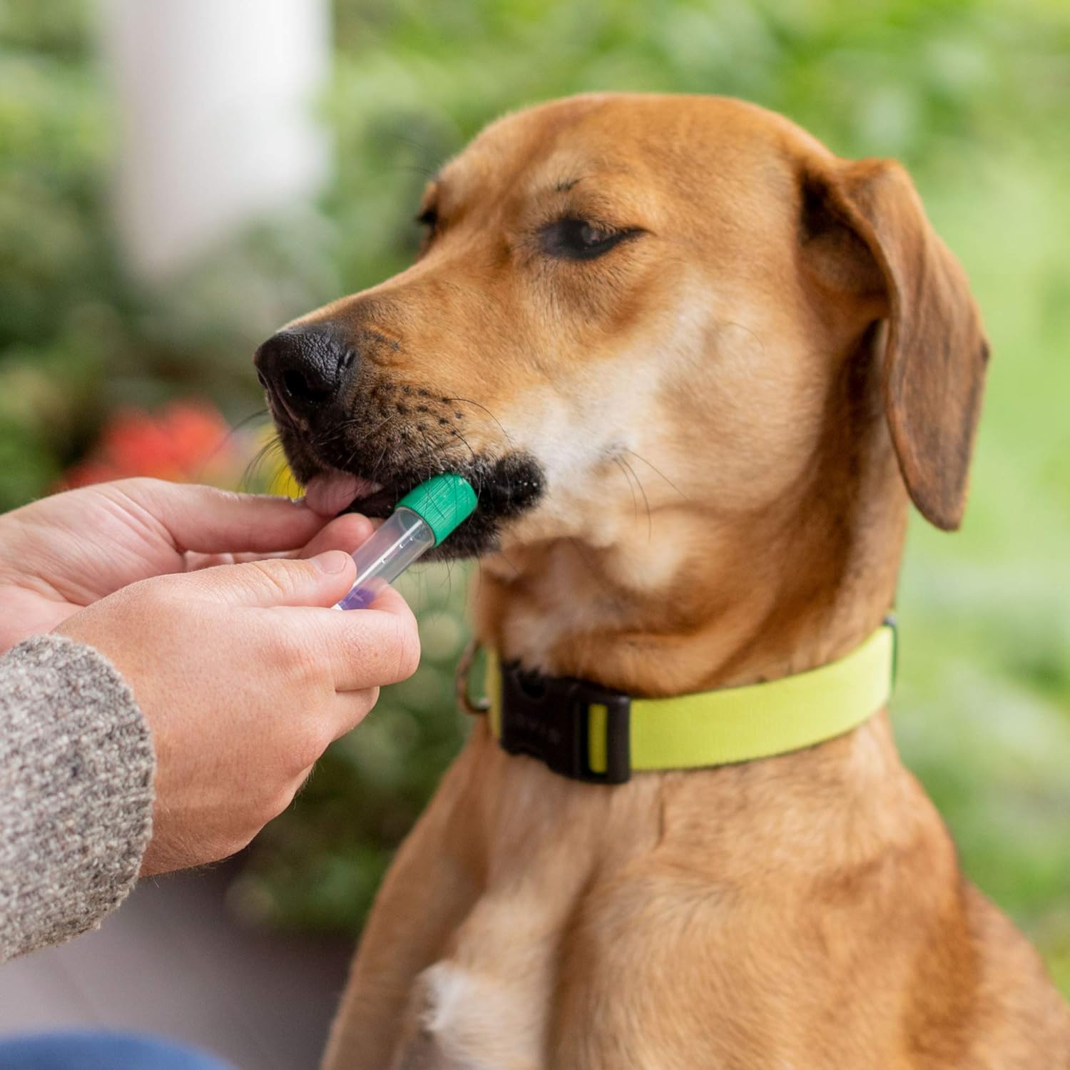 Embark | Dog DNA Test | Breed Identification Kit