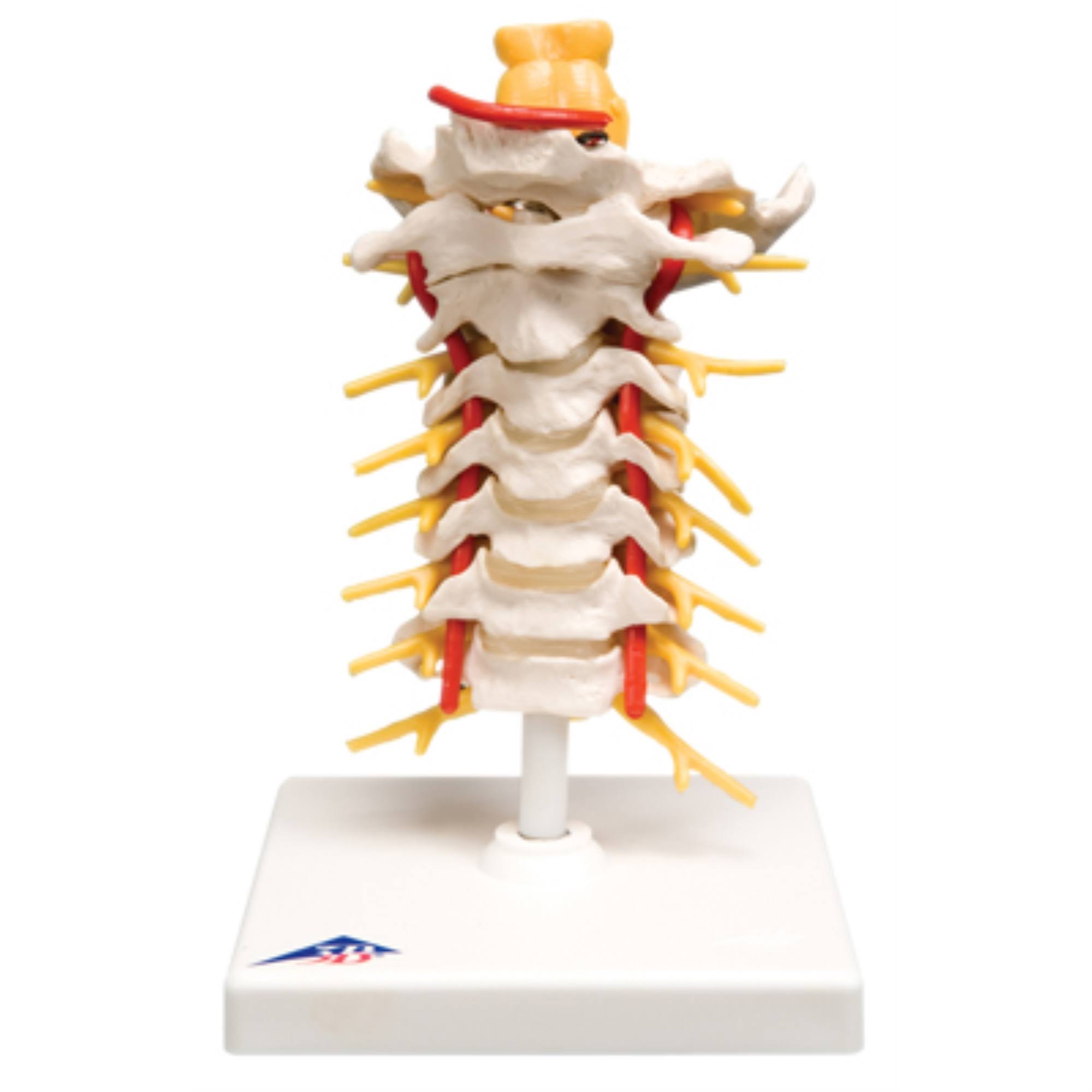 Anatomical Model - Cervical Spinal Column