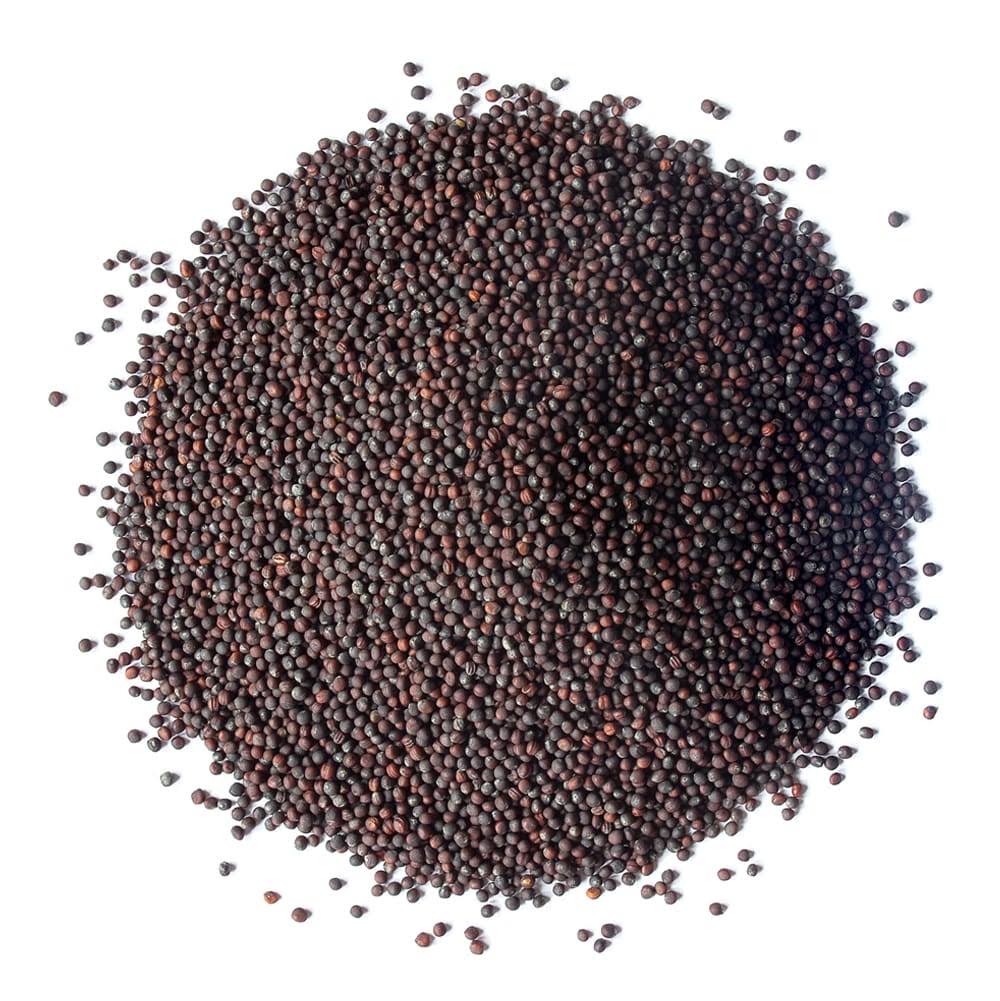 Food to Live Organic broccoli Seeds for Sprouting (8 Pounds)