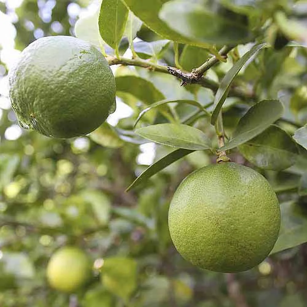 Bloomsz Citrus Fruit Tree Thornless Key Lime, 1-Year Old, 32" Tall, Limited Availability - Curated Treasures Market