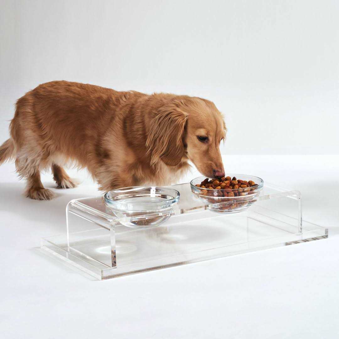 Glass Bowl Clear Elevated Feeder Hiddin - Pet Supplies online store