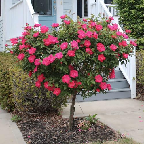 Brighter Blooms - Knock Out Rose Tree, 3-4 ft. - No Shipping to AZ
