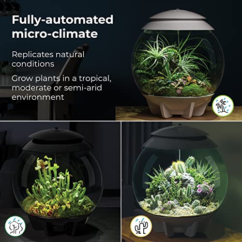 biOrb AIR 30, Automated Acrylic Terrarium for Desert or Tropical Plants, Black