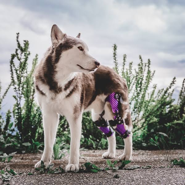 Animal Ortho Care AOC Dog Knee Brace