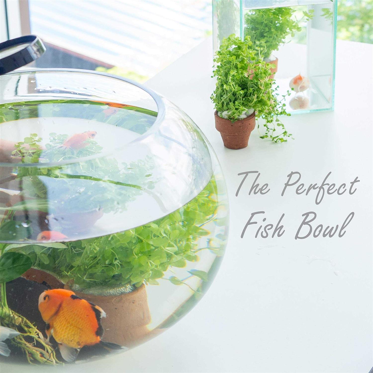 Cys Excel Large Glass Bubble Bowl Multiple Size Choices Fish Bowl Vase - Pet Supplies online store