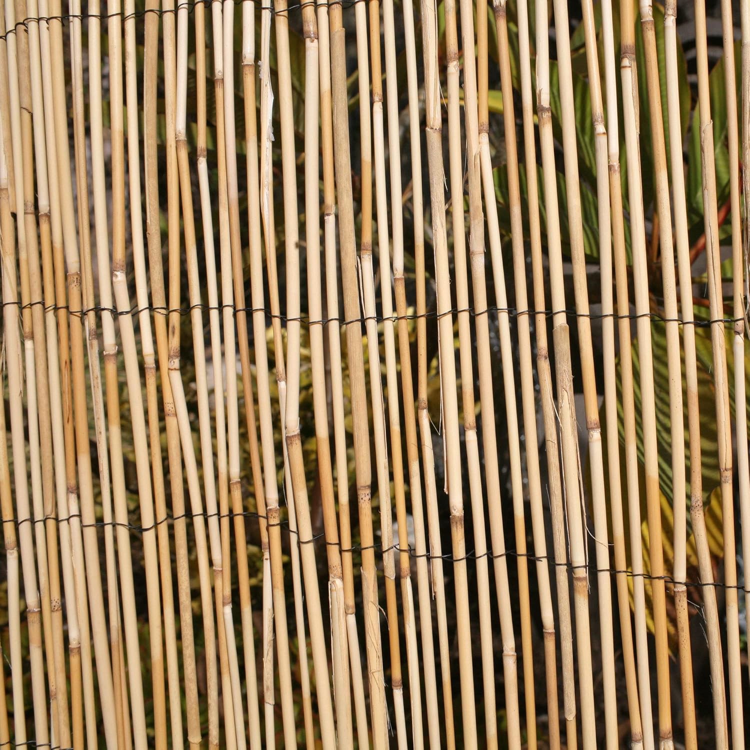 Forever Bamboo Reed Fencing, 6ft H x 16ft L