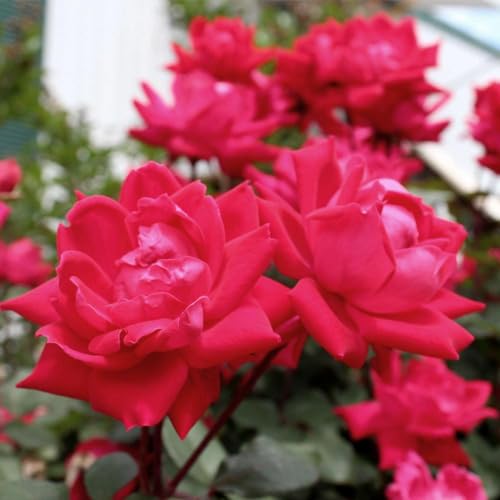 Brighter Blooms - Knock Out Rose Tree, 3-4 ft. - No Shipping to AZ
