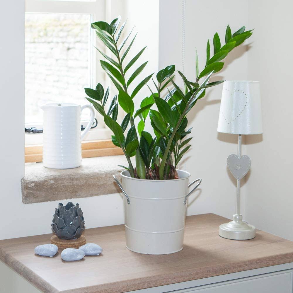YouGarden 17cm 70cm Zamioculcas Zamiifolia 17 cm Pot 70 cm Tall, Green