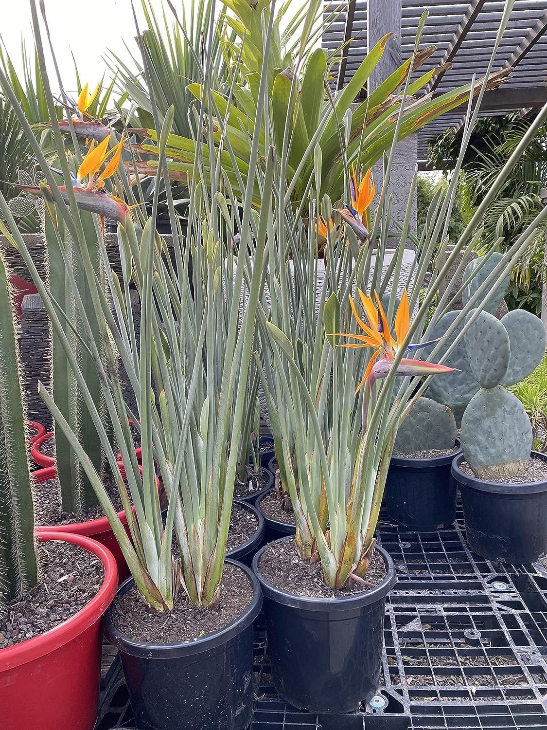 Leafless Orange Bird of Paradise - 3 Live Plants in a Inch Pots - Strelitzia Juncea - Extremely Rare and Stunning Tropical Evergreen Plant - Curated Treasures Market