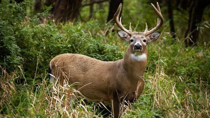 Wildgame Innovations Terra 12 Mp HD Infared Digital Game Camera SD Card u0026 Batteries Included!