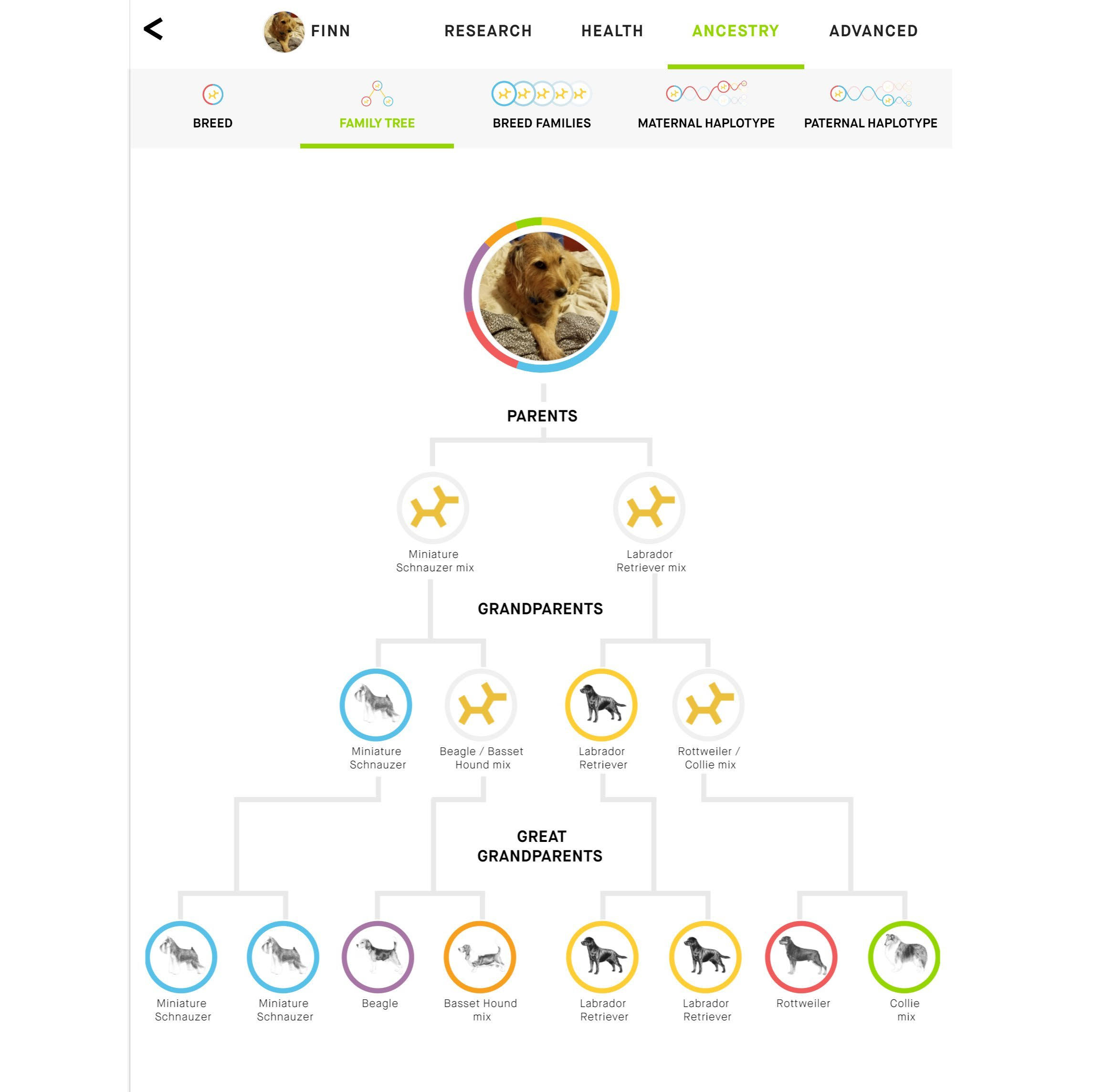 Embark | Dog DNA Test | Breed Identification | 160 Health Results | 200K Genetic Markers | Pack of 3