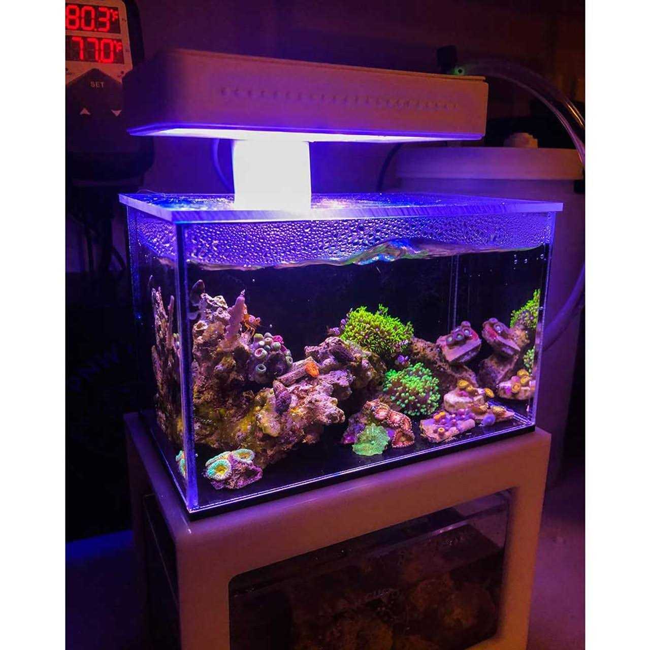 PNW Custom Micro Reef-Ready 40oz Desktop Aquarium