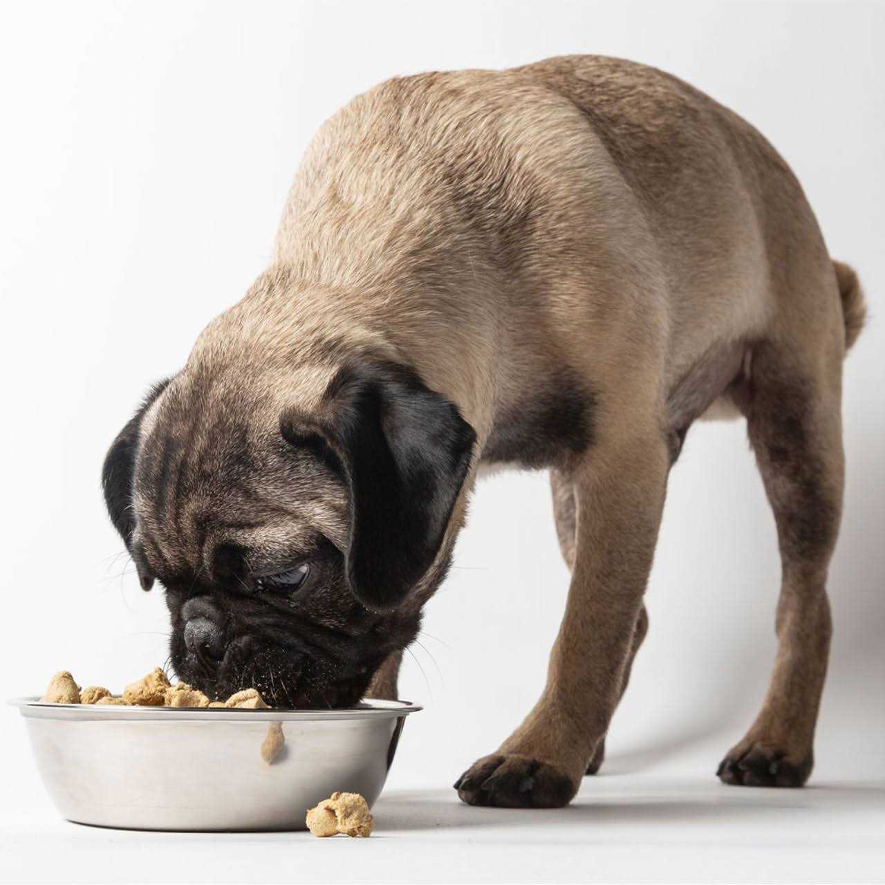 Dr. Marty Freeze Dried Raw Nature's Blend Small Breed Dog Food - Pet Supplies online store