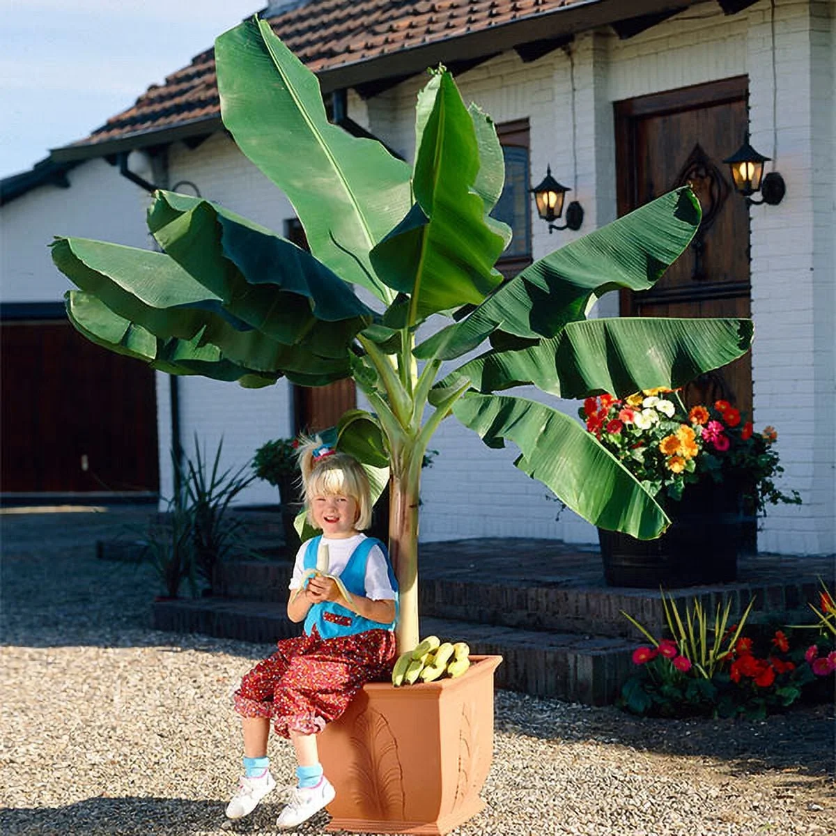 Brighter Blooms - Dwarf Cavendish Banana Tree, 1 Gal. - No Shipping To AZ