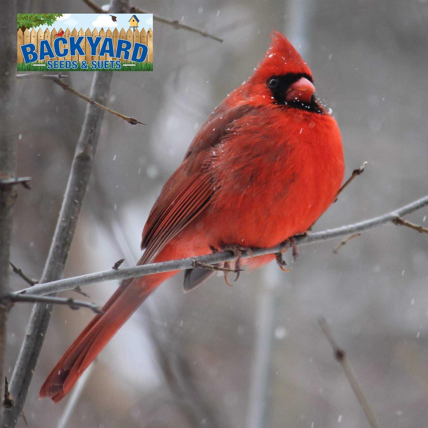 CountryMax Backyard Seeds Safflower Bird Seed for Cardinals - Pet Supplies online store