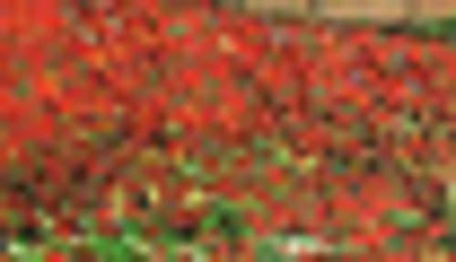 La Pastiche Vincent Van Gogh &Field of Poppies& Hand Painted Oil Reproduction