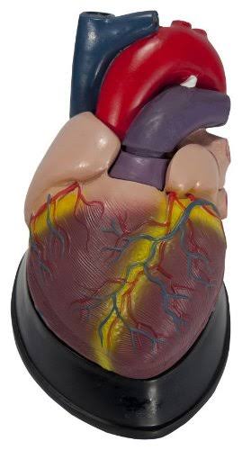 Anatomical Chart Budget Jumbo Heart Model