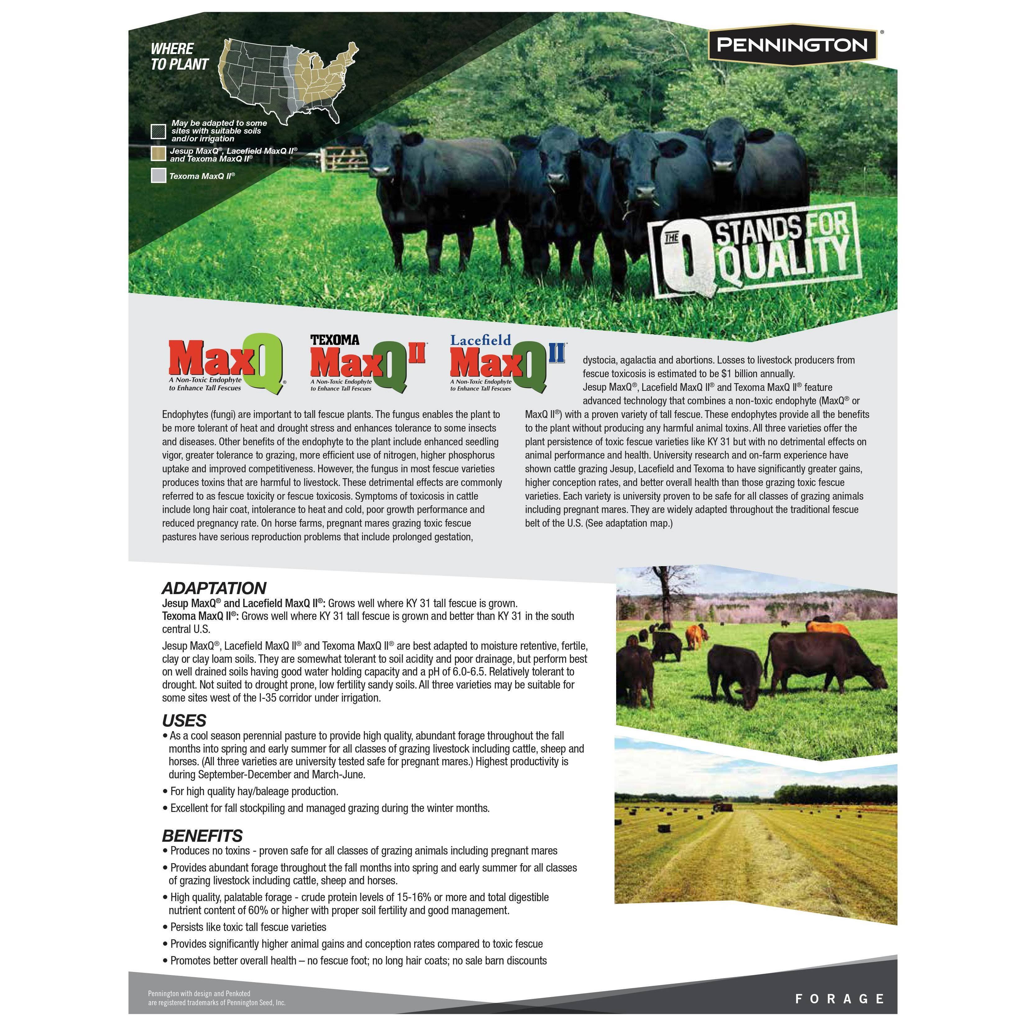 Pennington MaxQ Jesup Forage Tall Fescue