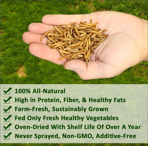 Exotic Nutrition Dried Mealworms 22 lb.