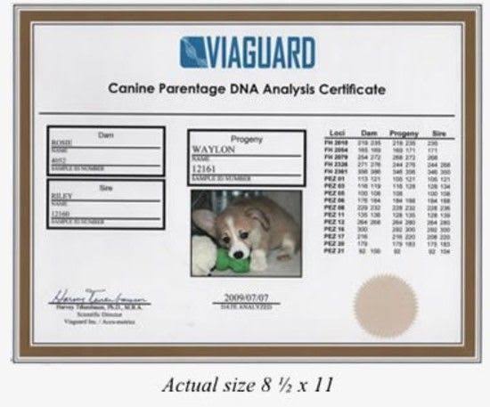 Dog DNA - Canine Breed Identification Test - Home Cheek Swab Kit