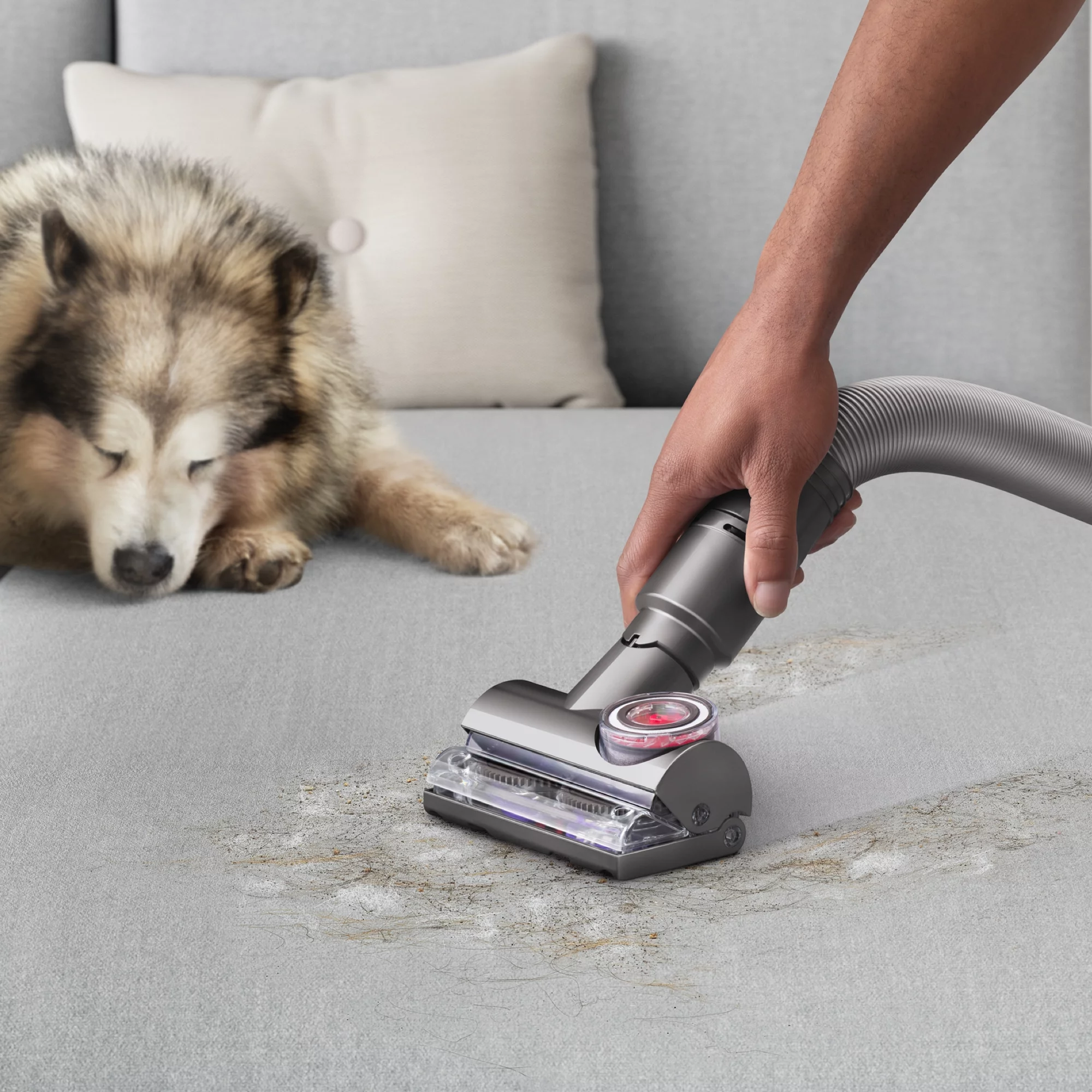 Dyson Ball Animal 3 Complete Upright Vacuum | Gold | New