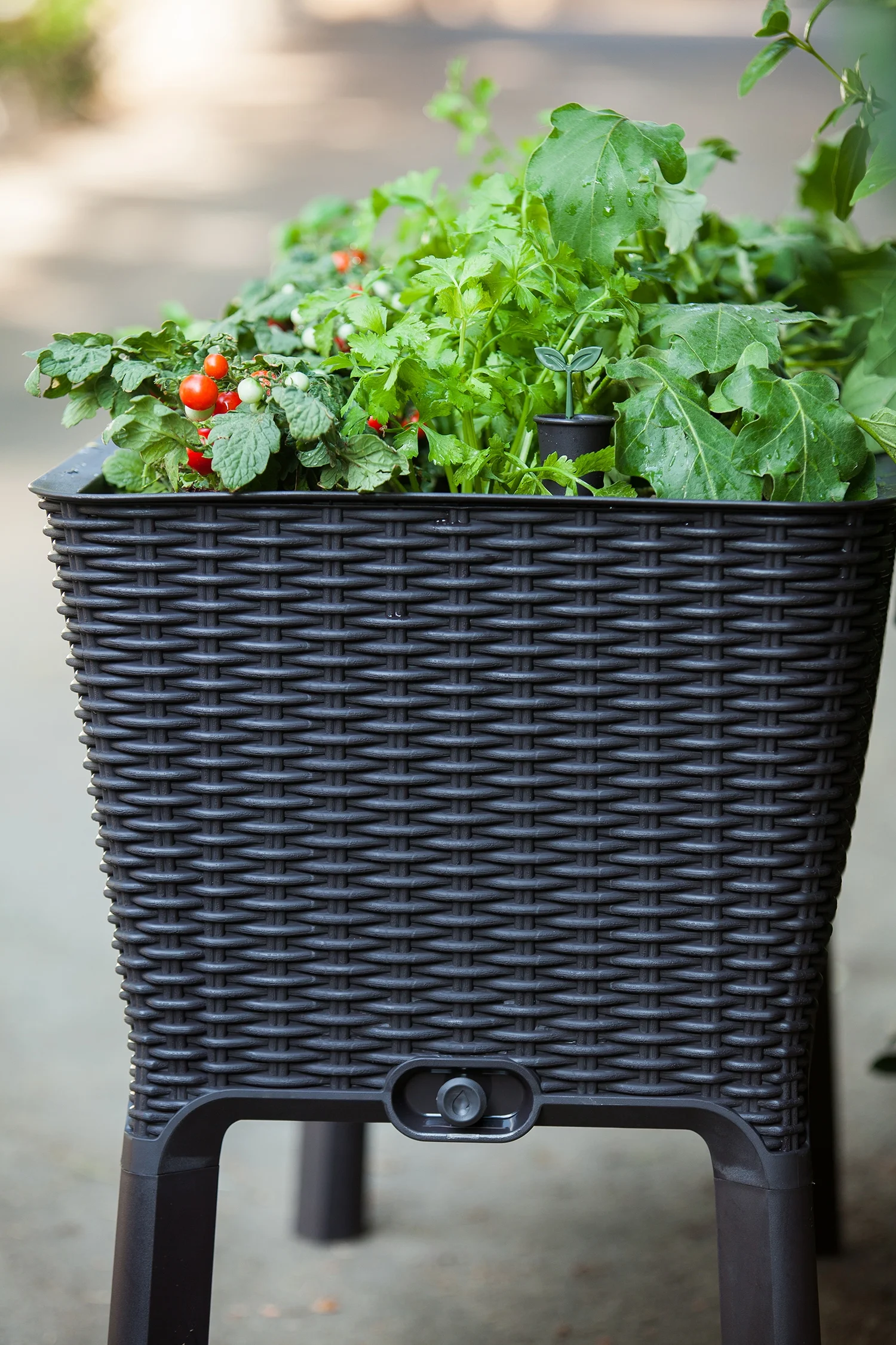 Keter Easy Grow Durable Resin Raised Garden Bed with Self-Watering and Drainage System, Rattan Anthracite Grey