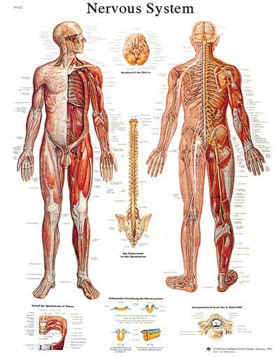 FEI Anatomical Sticky Back Chart - Human Heart