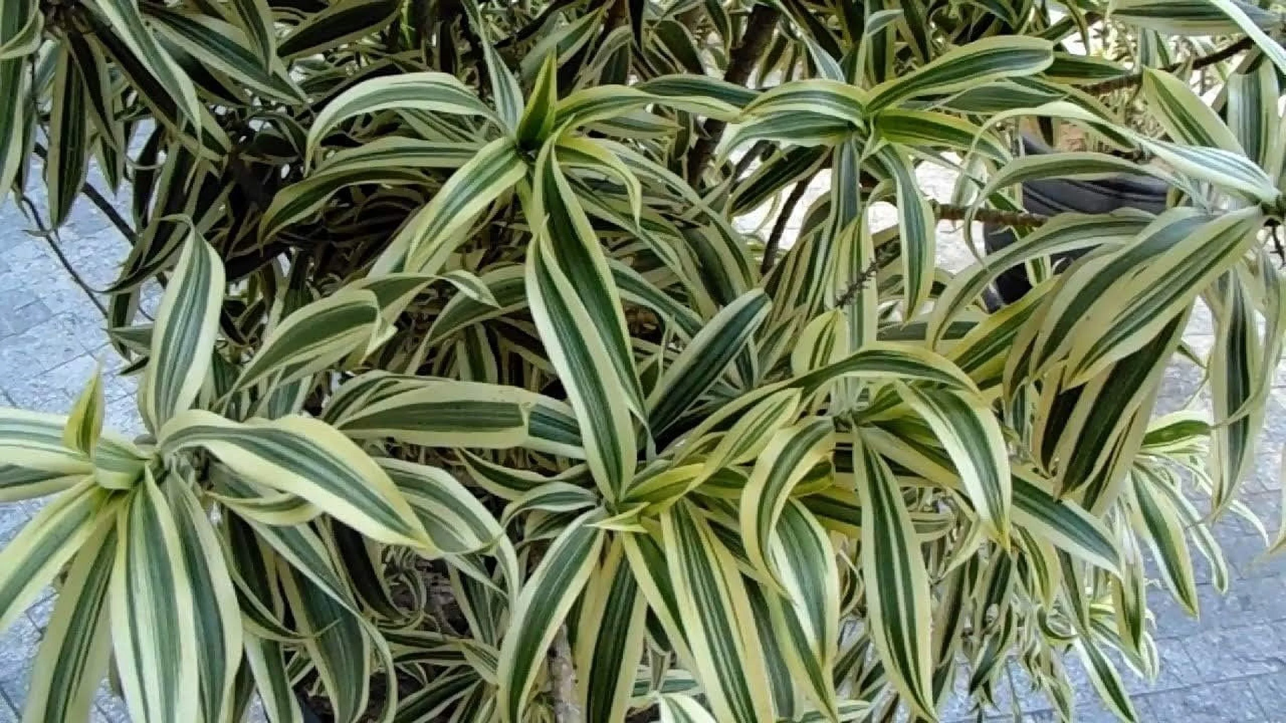Song of India Plant - Live Plant in a 6 Inch Pot - Dracaena Reflexa - Beautiful Easy to Grow Air Purifying Indoor Plant