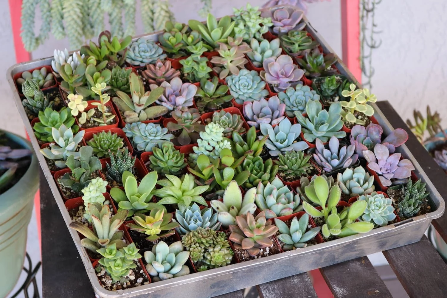 Assorted Succulents for Wedding Favors, Party Gifts and Gardens - 2" Live Succulent Plants