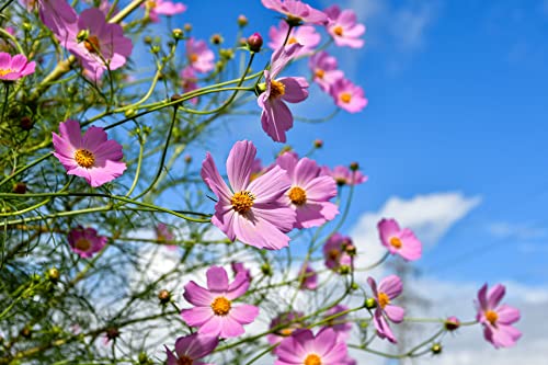 1000 Slightly Assorted Flower Seeds – Great for Bees, Birds, and Butterflies – Includes 10+ Varieties of USA Grown & Non-GMO Seeds! – May Include Forget-Me-Nots, Marigolds, Wildflowers, and More