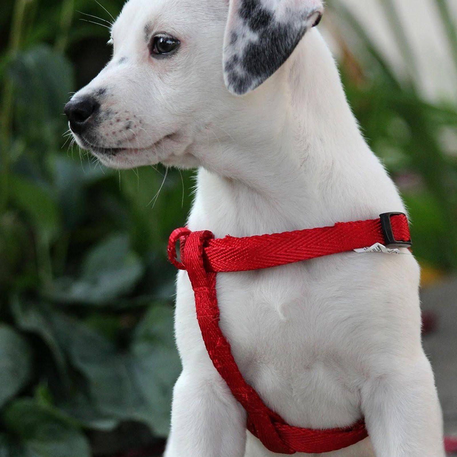 Dog DNA - Canine Breed Identification Test - Home Cheek Swab Kit
