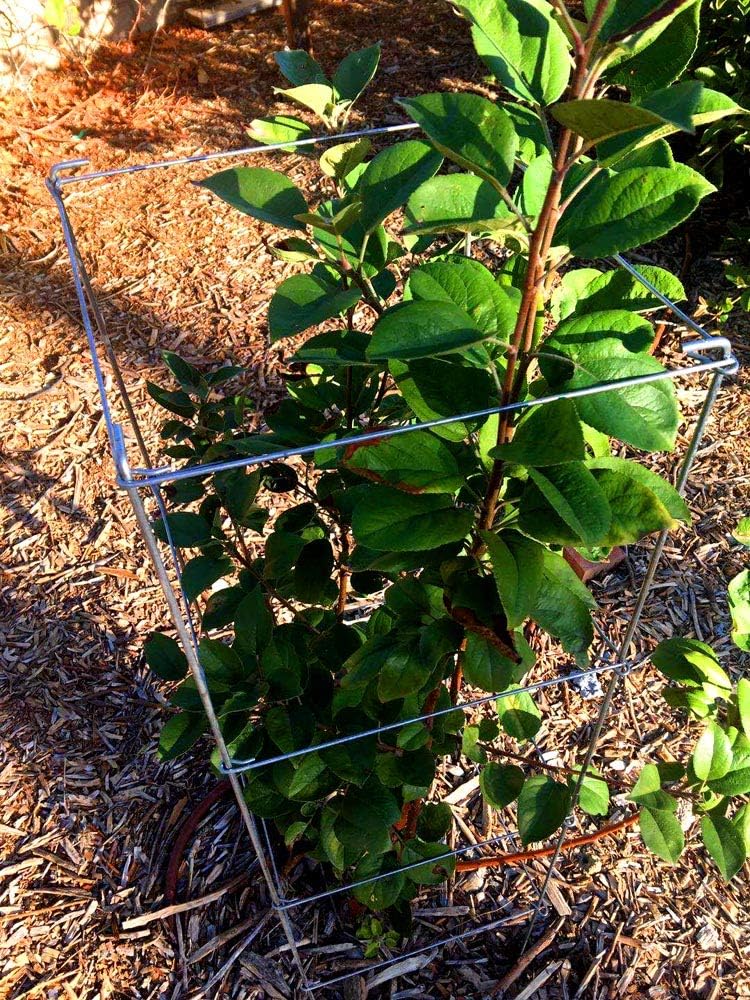 MTB Green Square Folding Tomato Cage Plant Support Tower 12 inch by 46 inch, Pack of 5 Sets Pack of 2