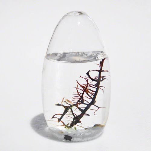Ecosphere Closed Aquatic Ecosystem Small Pod