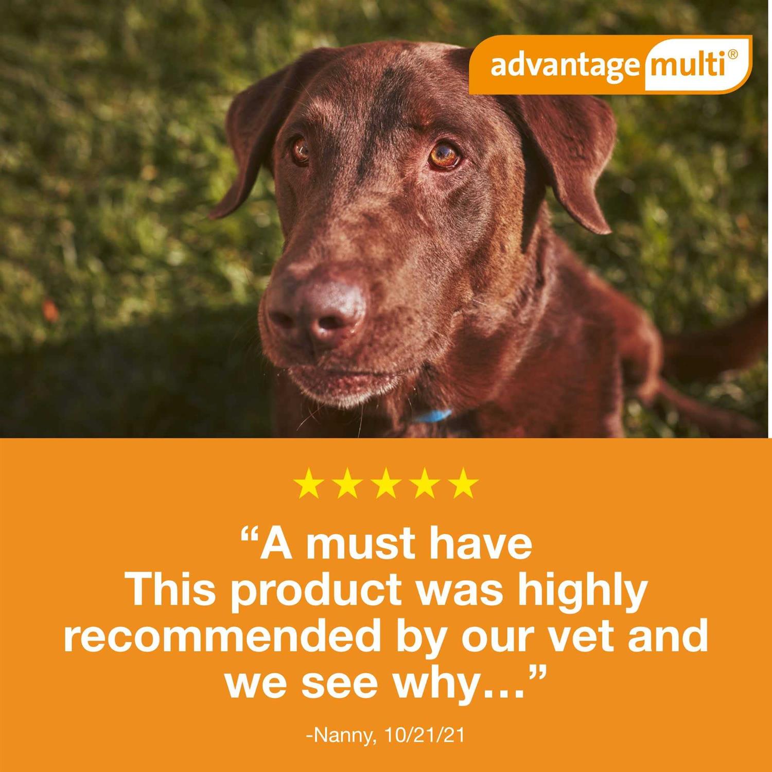 Advantage Multi for Dogs - Pet Supplies online store