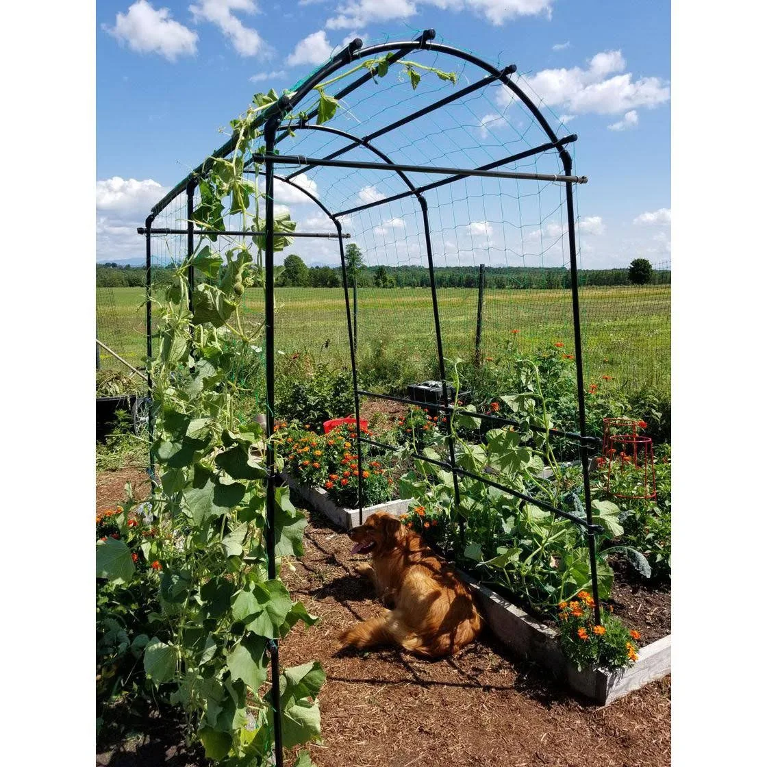 Extra Tall Titan Squash Tunnel, Lightweight Metal Garden Trellis for Vegetables and Flowers - Gardener&s Supply Company