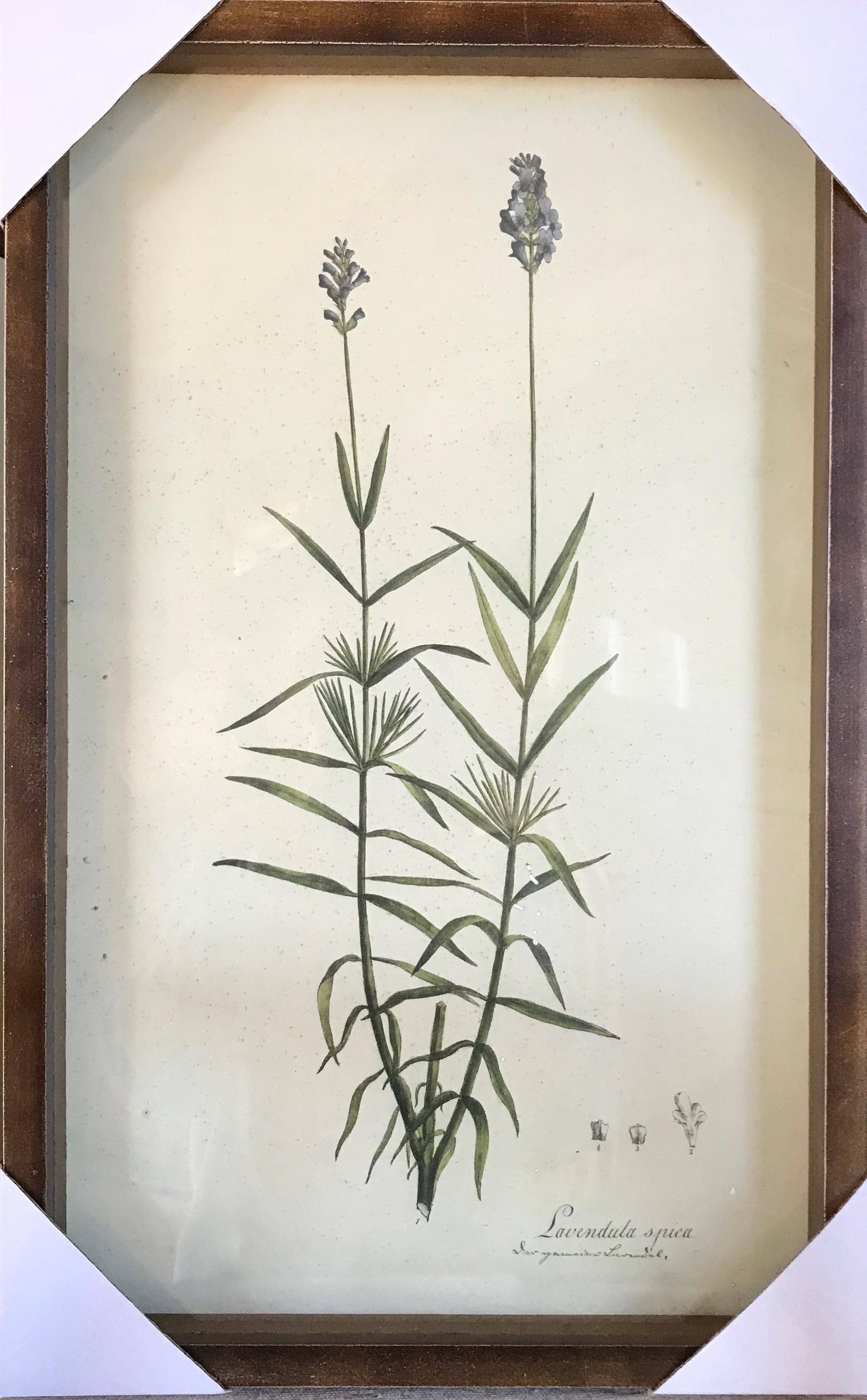 Collected Botanical Prints, Set of 6
