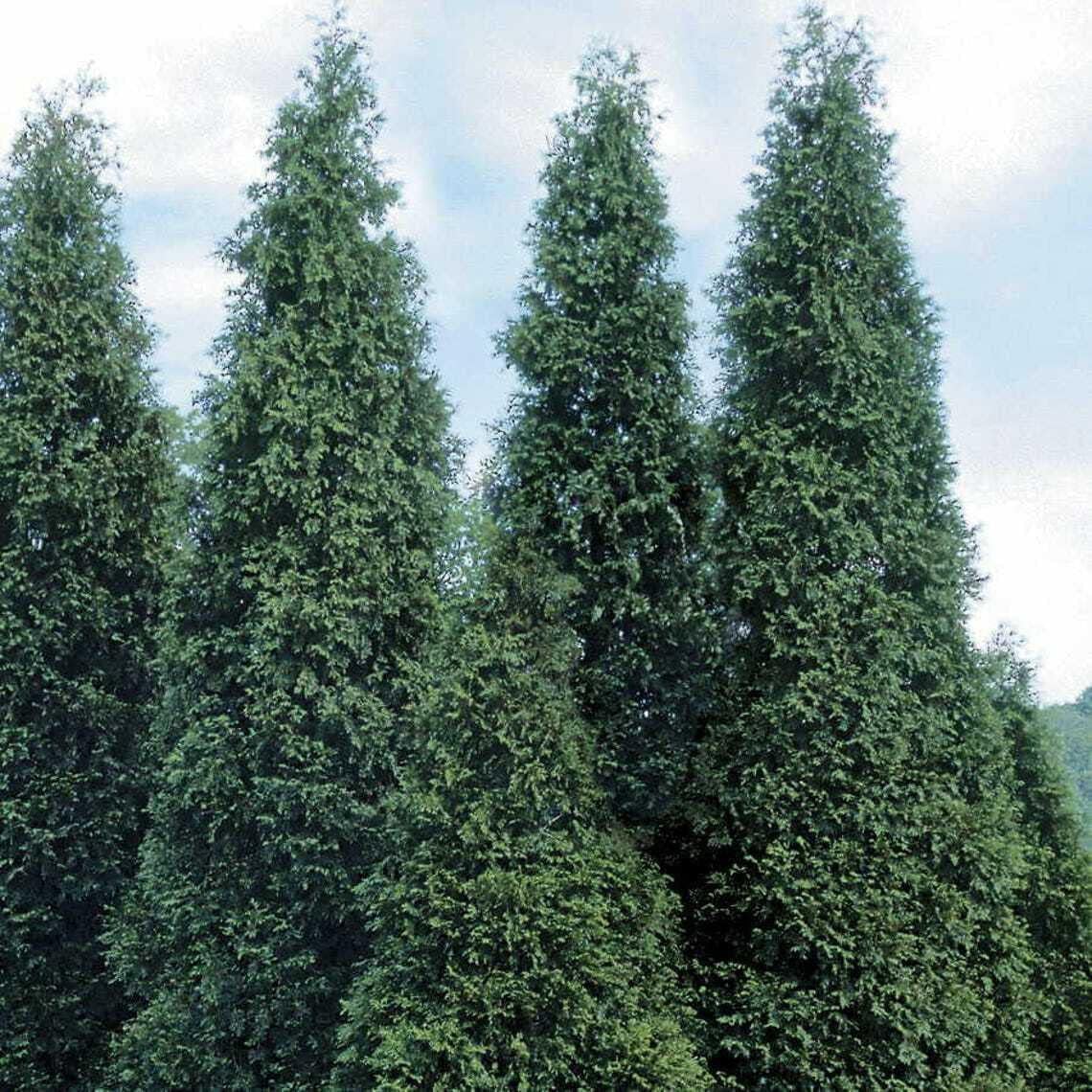 30 Thuja Green Giant Arborvitae Trees/Shrubs - 6-12" Tall Seedlings - Live Plants - 2.5" Pots