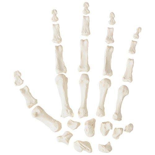 Axis Scientific Complete Disarticulated Human Skeleton Bundle, Includes 3 Part Human Skull, Life Size Bones, Articulated Hand an