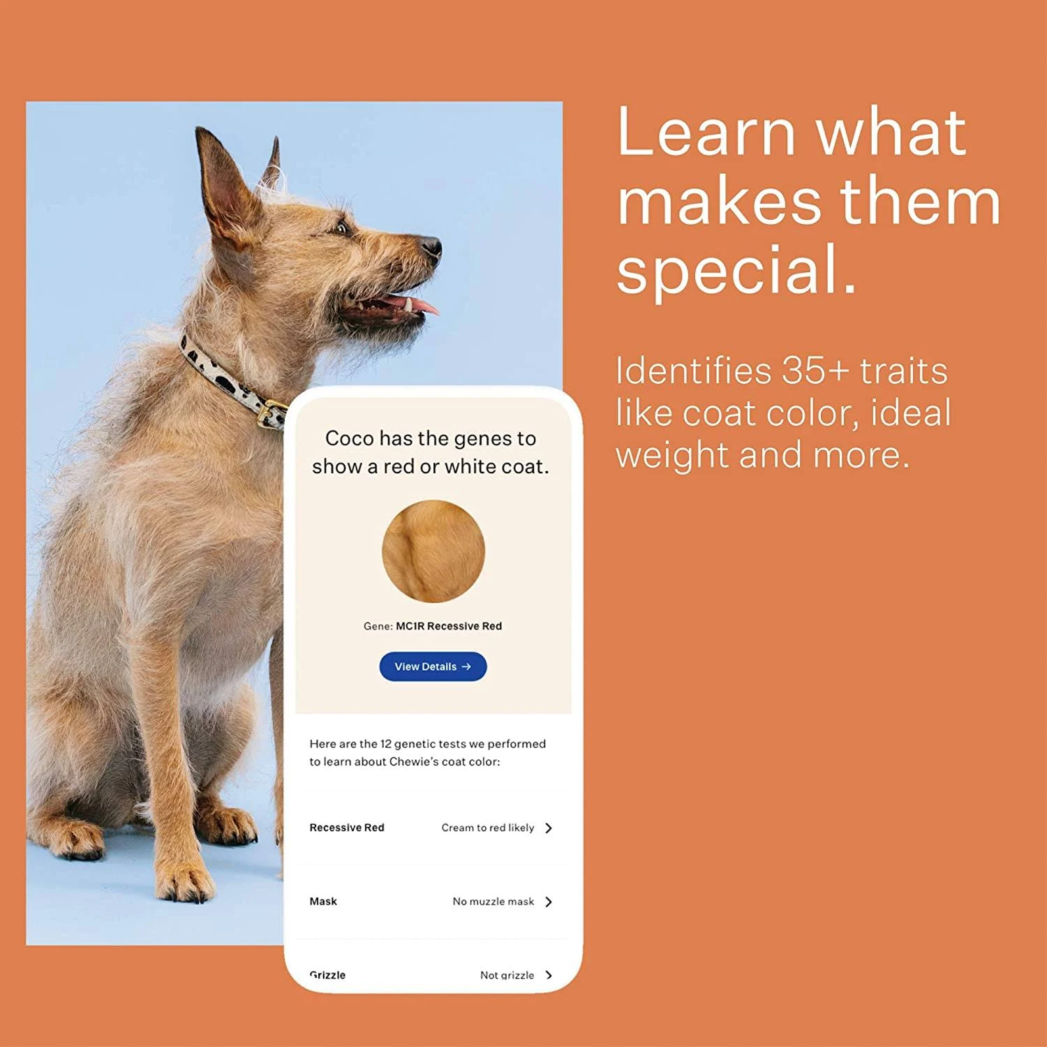 Wisdom Panel 3.0 Dog Breed Identification DNA Test Kit