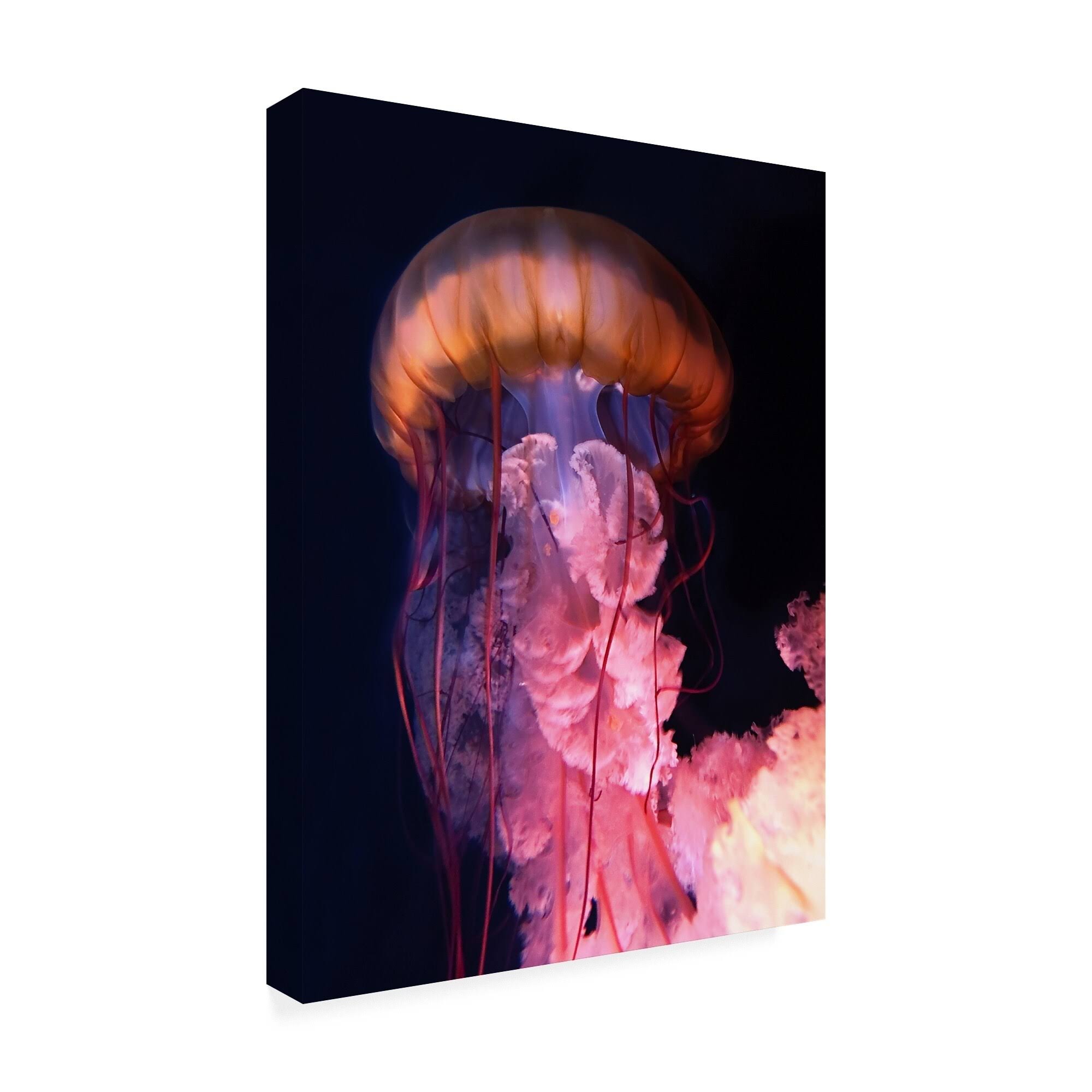 Trademark Art PhotoINC Studio 'Gelly' Canvas Art