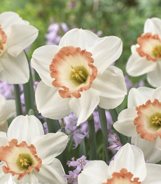 Daffodil Bulb Garden Gift Box