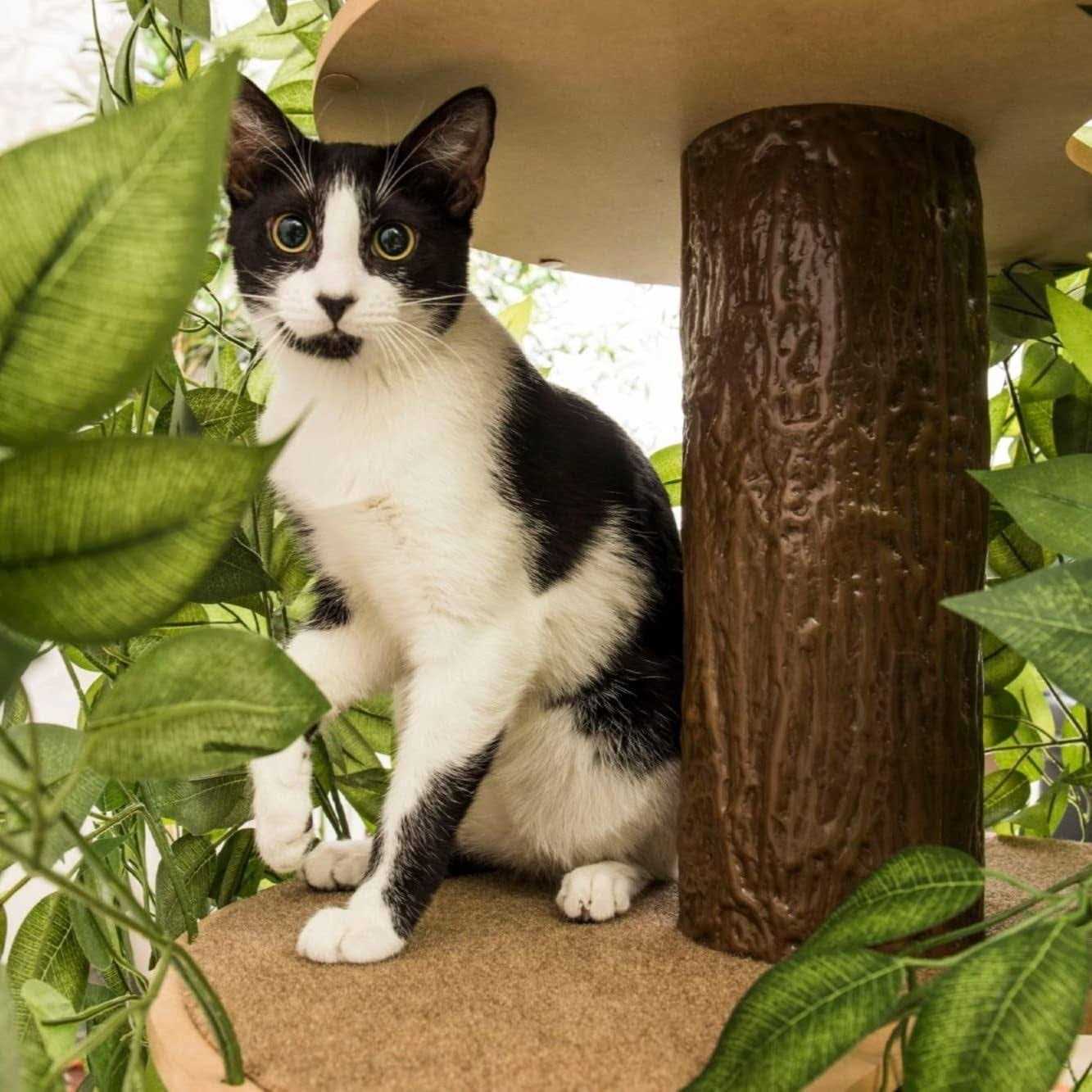 On2Pets Cat Tree with Leaves Cat House &amp; Cat Activity Tree - Pet Supplies online store