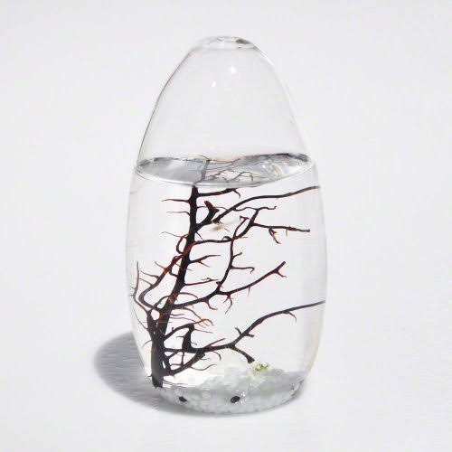 Ecosphere Closed Aquatic Ecosystem Small Pod