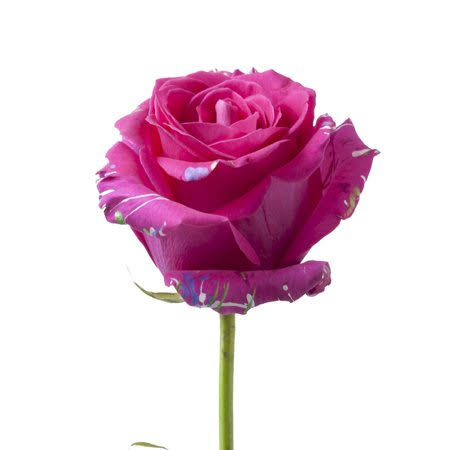 Painted Sarah Confetti Roses 50 cm - Fresh Cut - 50 Stems