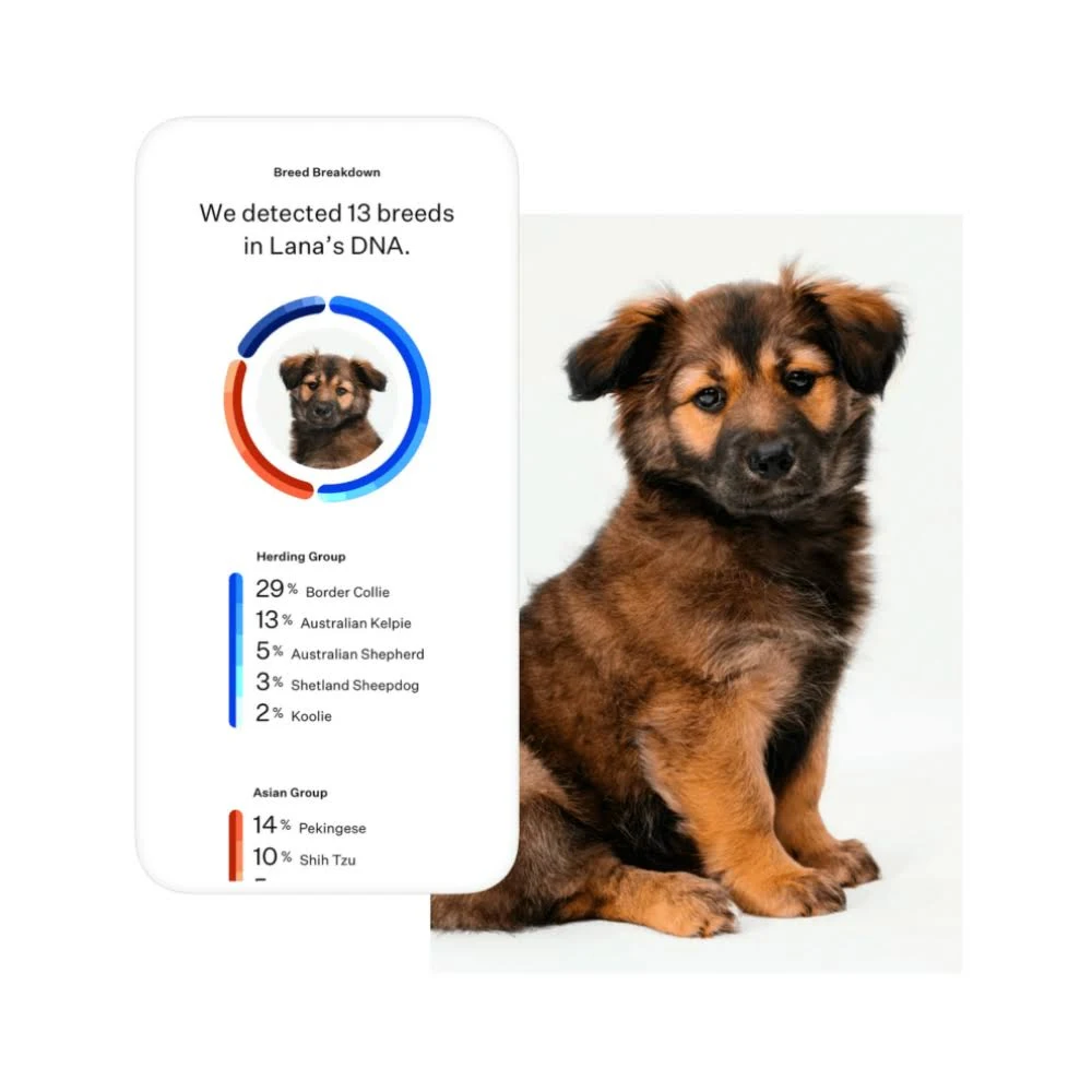 Wisdom Panel 3.0 Dog Breed Identification DNA Test Kit